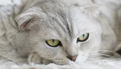 nba投注-开云——引领时尚与科技的奢华新风尚